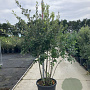 Quercus ilex 175-200 cm cont. 70L meerstammig