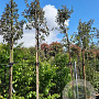 Quercus ilex 200 cm stam container 8-10