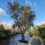 Quercus suber 100 cm stam container 8-10