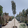 Quercus suber 180 cm stam container 30-35