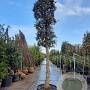 Quercus suber 200 cm stam container 45-50