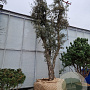 Quercus suber 50 cm container 80-100