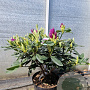 Rhododendron 'Lee's Dark Purple' 70-80 cm 10L