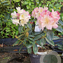 Rhododendron (Y) 'Percy Wiseman' 30-40 cm 5,0L