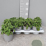 Salvia officinalis P14