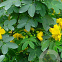 Senna corymbosa GM 10L
