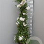 Solanum jasminoides 120 cm C8 piramide