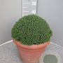 Thymus vulgaris GM C5