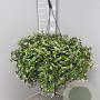 Tradescantia fluminensis GM C6L