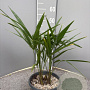 Trachycarpus fortunei 40-50 cm 2,5L