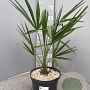 Trachycarpus fortunei 50-60 cm 5,0L