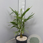 Trachycarpus fortunei 80-100 cm 10L