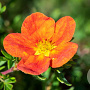 Potentilla f. Marian Red Robin 15-30 cm wortelgoed 0/1