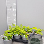 Valeriana officinalis P14