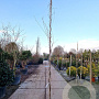 Wisteria flor. 'Shiro-noda' 350-400 cm 25L