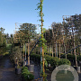 Wisteria flor. 'Shiro-noda' 350-400 cm 30L