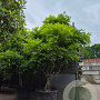 Wisteria sinensis 250-300 cm cont. 150L solitair