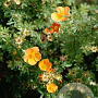 Potentilla f. 'Sunset' 25-40 cm wortelgoed 0/1 2-3 tak