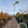 Wisteria sinensis 'Prolific' 250-300 cm 7,5L