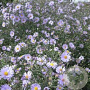 Aster laevis 'Blauschleier' GM P9