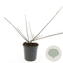 Cotoneaster horizontalis 50-60 cm 10L