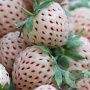 Fragaria a. 'Ananasaardbei' GM P9