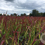 Imperata cylindrica 'Red Baron' GM P9