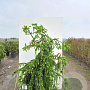 Picea a. 'Acrocona' 150-175 cm cont. 110L
