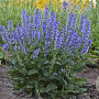 Salvia 'Azure Snow' GM P9