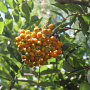 Sorbus auc. 'Ulung' 100-125 cm 20L