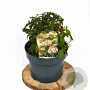 Viburnum tin. 'Eve Price' 25-35 cm 5,0L