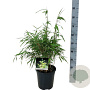 Fargesia rufa 50-60 cm 6L