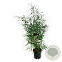 Fargesia scabrida 'Asian Wonder' 60-80 cm 6L