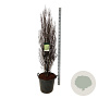 Frangula alnus Fine Line 150-175 cm cont. 55L extra