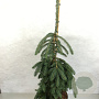 Picea glauca 'Pendula' 60-70 cm 7,5L