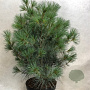 Pinus strobus 'Blue Clovers' 70-80 cm 10L