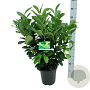 Prunus l. Etna 60-80 cm 6L