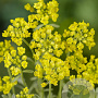 Alyssum montanum GM P9