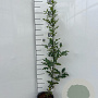 Ilex aquifolium 60-80 cm 2,0L