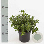 Rhododendron (AJ) 'Pleasant White' 20-25 cm 2,0L