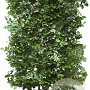 Fagus sylvatica 120 hoog Haagelement 100Bx40D