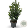 Ilex meserv. 'Heckenpracht' 150 Hoog Haagelement 100Bx40D