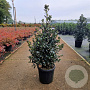 Ilex meserv. Heckenblau 120 hoog Haagelement 100Bx40D