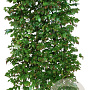 Parrotia persica 'Vanessa' 200 Hoog Haagelement 100Bx40D