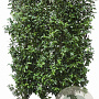 Prunus l. 'Angustifolia' 150 Hoog Haagelement 100Bx40D