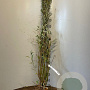 Salix alba 150-200 cm wortelgoed 0/1