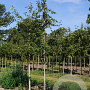 Amelanchier 'Ballerina' 8-10 HO container