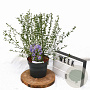 Ceanothus 'Concha' 30-40 cm 3,0L