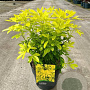 Choisya ternata 'Brica' 20-25 cm 2,0L