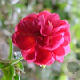 Helianthemum 'Cerise Queen' GM P9